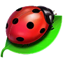 Ladybird
